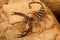 Yellow Banded Flat Rock Scorpion (Dadogenes sp. )