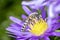 Yellow-banded furrow bee - Halictus scabiosae - pollinates an aster