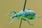 Yellow banded leaf weevil