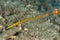 Yellow banded pipefish