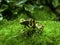 Yellow banded poison dart frog