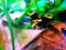 Yellow banded poison dart frog