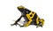 Yellow-banded poison dart frog, Dendrobates leucomelas