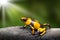 Yellow banded poison dart frog, Oophaga histrionica