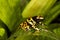 Yellow-Banded Poisson Frog, dendrobates leucomelas, Venemous Specy from South America, Adult