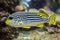 Yellow-banded sweetlips Plectorhinchus lineatus.