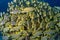 Yellow banded sweetlips, ribboned sweetlips, Oblique banded sweetlips, plectorhinchus polytaenia