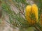 Yellow Banksia bloom in garden nature details