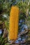 Yellow Banksia Spinulosa