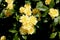 Yellow Banksian rose, Rosa banksiae `Lutea`