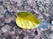 A yellow banyan tree leaf laying on the ground
