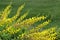 Yellow Baptisia Flower