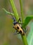 Yellow barbel beetle with spots (Brachyta interrogationis) crawls along the stem of plant. Macro