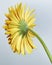 Yellow Barberton daisy flower, Gerbera jamesonii on gray background