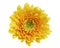 Yellow Barberton daisy flower, Gerbera jamesonii, isolated on white background, with clipping path