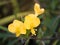 Yellow Barleria Lupulina Flower,Herb Shingles