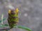 Yellow Barleria Lupulina Flower,Herb Shingles