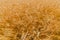 Yellow barley field at daytime under direct sunlight. Fully filled agriculture wide closeup selective focus background