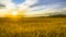 Yellow Barley Field In Summer