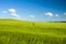 Yellow barley growing on a hill