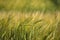 Yellow barley stalks swaying in the summer breeze