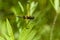 Yellow-barred Flutterer dragonfly