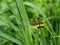 Yellow - barred flutterer  dragonfly on leaf