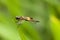 Yellow-barred Flutterer & x28;Rhyothemis phyllis& x29; dragonfly