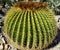 Yellow barrel cactus closeup of spines and ridges