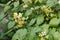 Yellow barrenwort epimedium flourishing in the garden