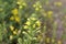 Yellow bartsia, Parentucellia viscosa