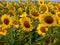 Yellow baskets of sunflowers. Background image.