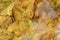 Yellow Bavarian Forrest Autumn Foliage