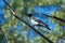 Yellow-beaked chick of hooded crow sits on a branch against the