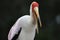 The Yellow beaked Stork