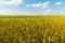 Yellow bean field on sunny day