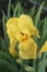 Yellow Bearded Iris