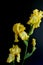 Yellow bearded iris black background text area upper left side vertical