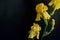 Yellow bearded iris black background wide text area left side horizontal