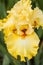 Yellow bearded iris flower Family Iridaceae