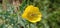 Yellow beautiful bright flower looking awesomeThorny Wild Plant of Mexican poppy with Yellow Flower