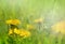 Yellow Beautiful Dandelions in meadow