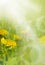 Yellow beautiful dandelions in meadow