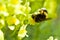 Yellow beautiful flowers of common flax Snapdragon and bumblebee on the flower