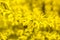 Yellow Beautiful Forsythia Bush Bloom in Springtime