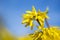 Yellow Beautiful Forsythia Bush Bloom in Springtime