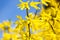 Yellow Beautiful Forsythia Bush Bloom in Springtime