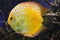 Yellow beautiful reef fish in the aquarium
