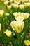 Yellow beautiful tulips