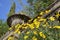 Yellow beautiful wild daisy flowers decorating the ancient Italian garden.